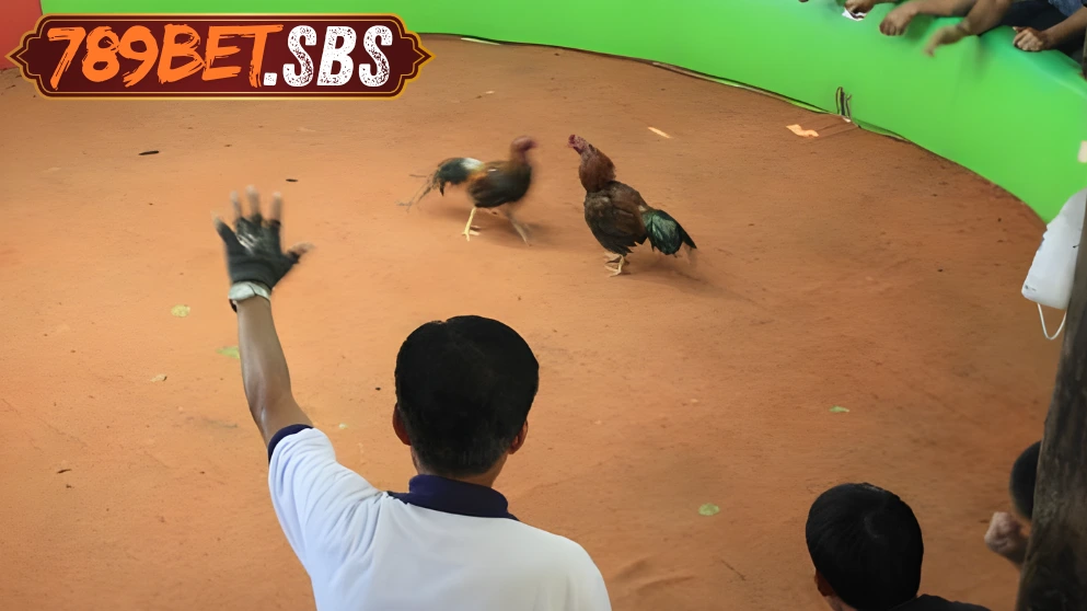 การชนไก่