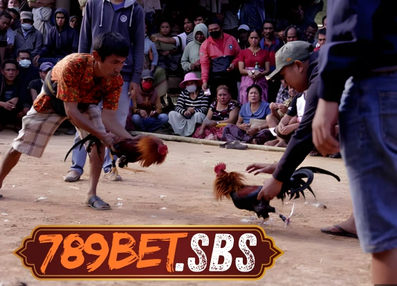 การชนไก่
